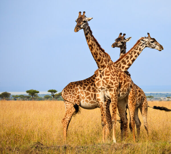 WILD ANIMALS