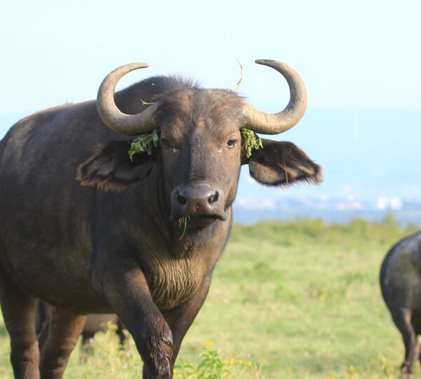 WILD ANIMALS