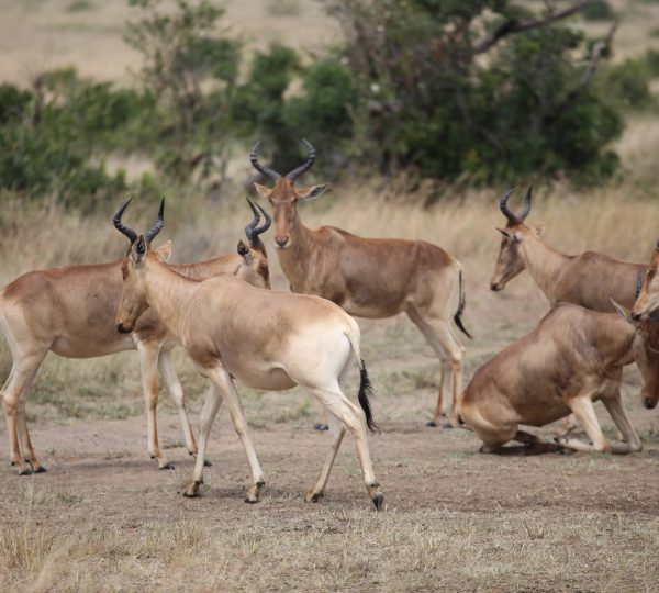 WILD ANIMALS