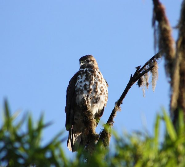 INCREDIBLE BIRDS